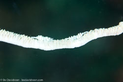 BD-111123-Raja-Ampat-5038-Dasycaris-zanzibarica.-Bruce.-1973-[Whip-Coral-Shrimp].jpg